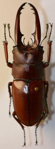 Prosopocoilus astacoides